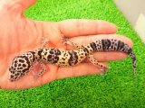 美！　マックスノーhetエクリプス（ヒョウモントカゲモドキ）　約１４cm♀　１