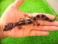 美！　マックスノージャングル（ヒョウモントカゲモドキ）　約１５cm♀　１