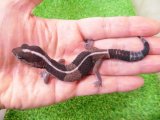 美！　ニシアフリカトカゲモドキ（ストライプ完尾）　約１１cm　１