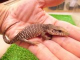 美！　サバンナモニター（ベビー）　約１４cm　１