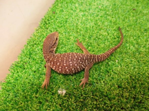画像4: 美！　サバンナモニター（ベビー）　約１４cm　１