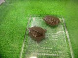 美！　ニホンイシガメ　ベビー　尾切れ（３〜４cm）
