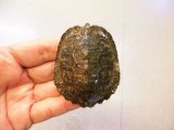美！　ニホンイシガメ　約６.５cm♂（尾切れ）　２