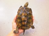 美！　ニホンイシガメ　約１４.５cm♀　６