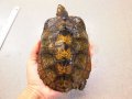 美！　ニホンイシガメ　約１５.５cm♀　５