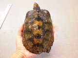 美！　ニホンイシガメ　約１５.５cm♀　５
