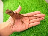 美！　ベトナムクシトカゲ　約１８cm♀　１