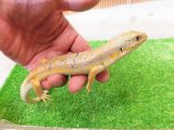 美！　シュナイダースキンク　約３０cm　たぶん♀　１
