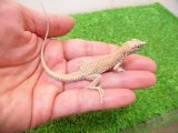 美！　ボスカヘリユビカナヘビ　約１４cm♂　１