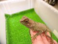 美！　ベニクシトカゲ　約１８cm♂　１