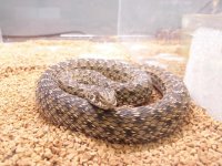美！　モンペリエヘビ　約６０cm　１