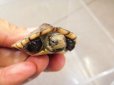画像2: 美！　ミナミイシガメＣＢ　約４.５cm　１ (2)