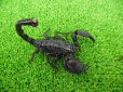 画像3: 美！　ダイオウサソリ♂　頭から尾先まで約１２cm　１ (3)