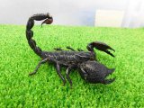 美！　ダイオウサソリ♂　頭から尾先まで約１２cm　１