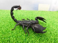 美！　ダイオウサソリ♂　頭から尾先まで約１２cm　１