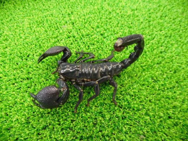 画像2: 美！　ダイオウサソリ♂　頭から尾先まで約１２cm　１