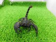 画像5: 美！　ダイオウサソリ♂　頭から尾先まで約１２cm　１ (5)