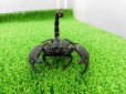 画像4: 美！　ダイオウサソリ♂　頭から尾先まで約１２cm　１ (4)