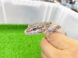 画像3: 美！　モンタヌス（ヒョウモントカゲモドキ）　約１８cm♂　１