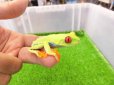 画像4: 美！　アカメアマガエル　約５ｃｍ　１