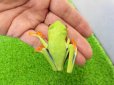 画像8: 美！　アカメアマガエル　約５ｃｍ　１