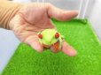 画像6: 美！　アカメアマガエル　約５ｃｍ　１