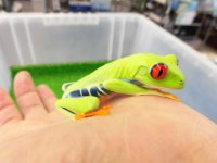 美！　アカメアマガエル　約５ｃｍ　１