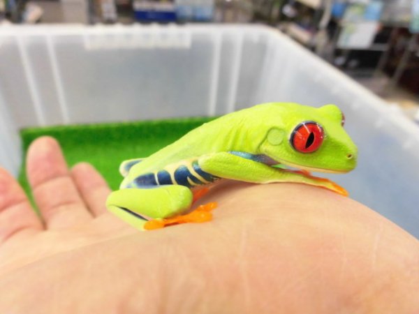 画像1: 美！　アカメアマガエル　約５ｃｍ　１