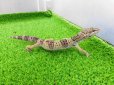 画像6: 美！　モンタヌス（ヒョウモントカゲモドキ）　約１８cm♂　１