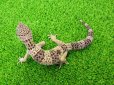 画像5: 美！　モンタヌス（ヒョウモントカゲモドキ）　約１８cm♂　１