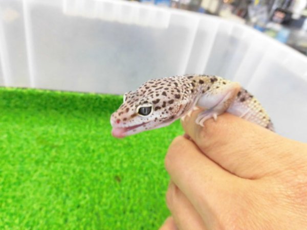 画像2: 美！　モンタヌス（ヒョウモントカゲモドキ）　約１８cm♂　１