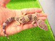 画像1: 美！　モンタヌス（ヒョウモントカゲモドキ）　約１８cm♂　１ (1)