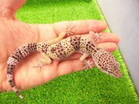 美！　モンタヌス（ヒョウモントカゲモドキ）　約１８cm♂　１