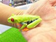 画像2: 美！　アカメアマガエル　約５ｃｍ　１ (2)