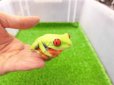 画像7: 美！　アカメアマガエル　約５ｃｍ　１