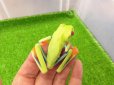 画像5: 美！　アカメアマガエル　約５ｃｍ　１