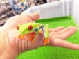画像3: 美！　アカメアマガエル　約５ｃｍ　１