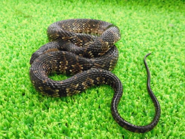画像2: 美！　ナンブミズベヘビ　約４０cm　１