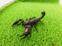 美！　チャグロサソリ♂　頭から尾まで約１０cm　１