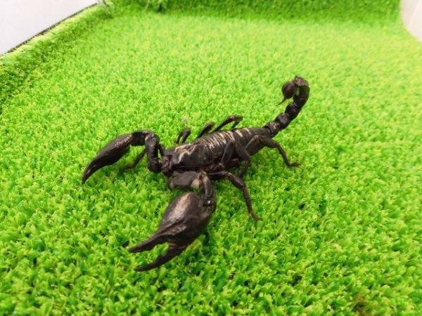 画像1: 美！　チャグロサソリ♂　頭から尾まで約１０cm　１