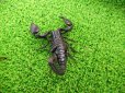 画像4: 美！　チャグロサソリ♂　頭から尾まで約１０cm　１ (4)
