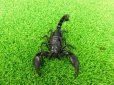 画像2: 美！　チャグロサソリ♂　頭から尾まで約１０cm　１ (2)