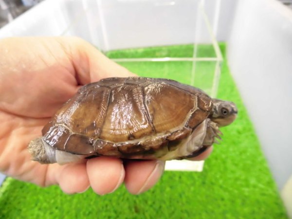 画像2: 美！　クリイロハコヨコクビガメ　約７cm　１