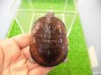画像1: 美！　クリイロハコヨコクビガメ　約７cm　１ (1)
