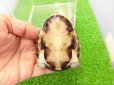 画像4: 美！　クリイロハコヨコクビガメ　約７cm　１