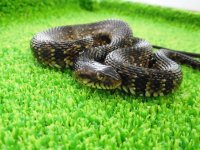 美！　ナンブミズベヘビ　約４０cm　１