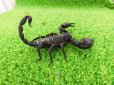 画像3: 美！　チャグロサソリ♂　頭から尾まで約１０cm　１ (3)