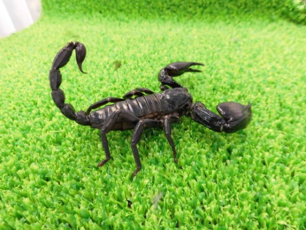 画像3: 美！　チャグロサソリ♂　頭から尾まで約１０cm　１