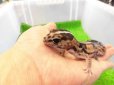 画像2: 美！　ニシアフリカトカゲモドキ（ホワイトアウト）　約１４cm♀　１ (2)