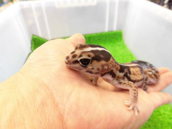 画像2: 美！　ニシアフリカトカゲモドキ（ホワイトアウト）　約１４cm♀　１